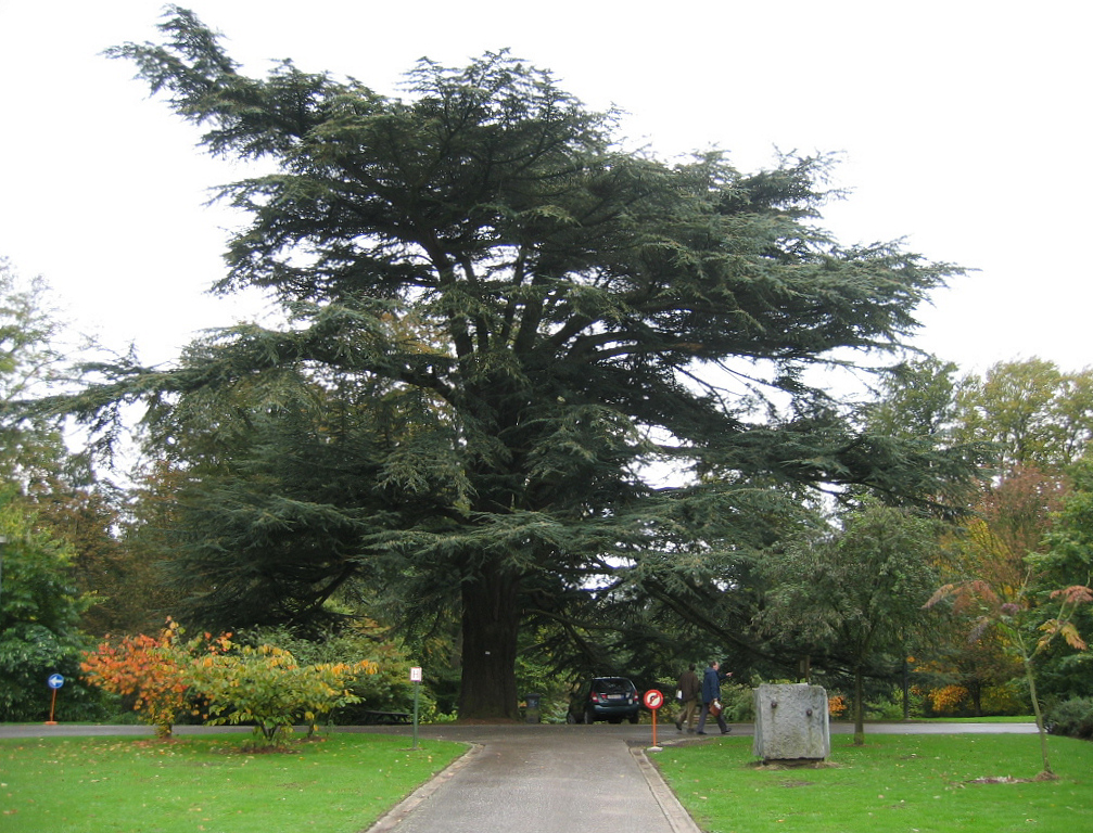 cedrus atlantica